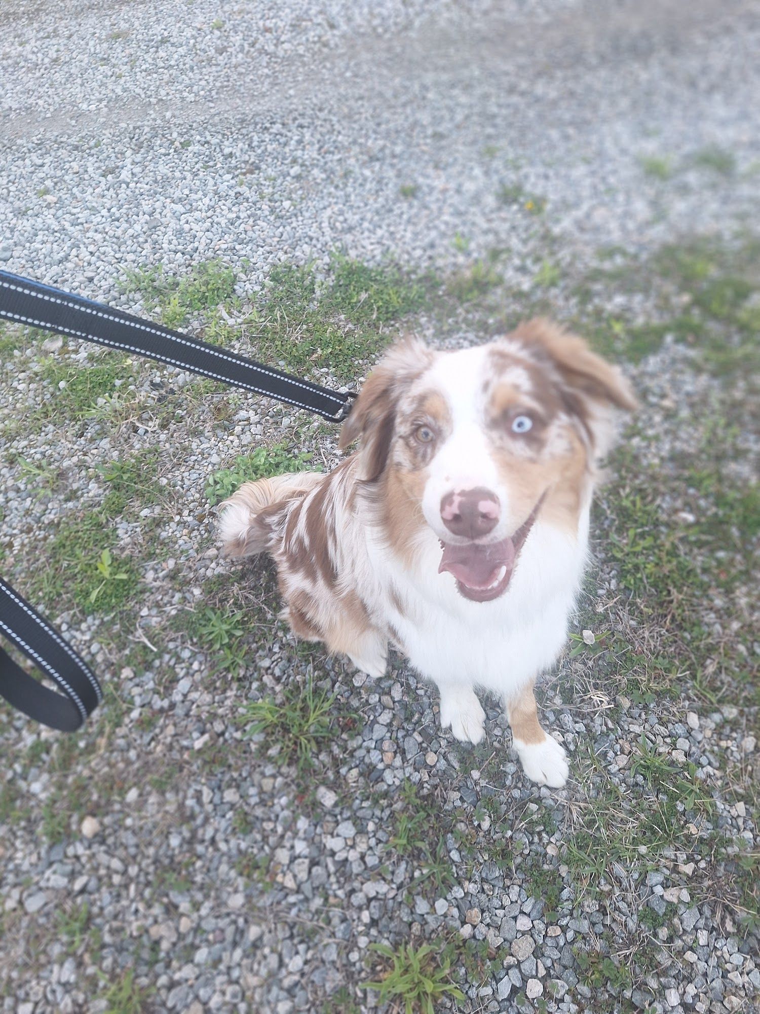 Dog Walking