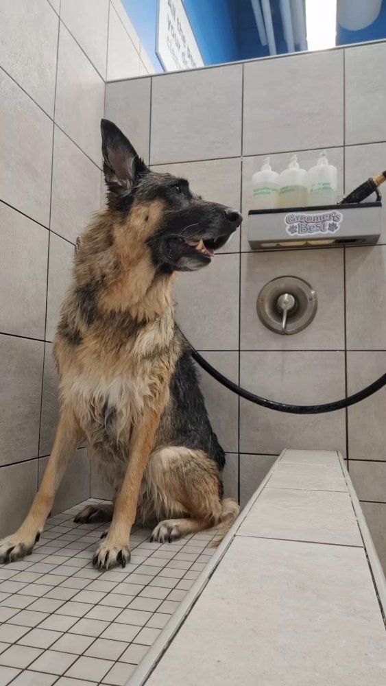 Pet Sitting