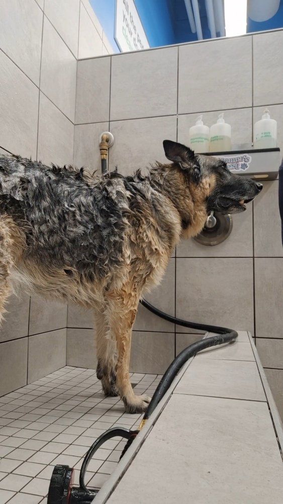 Boss Dog - Top Dog Assistant gallery photo