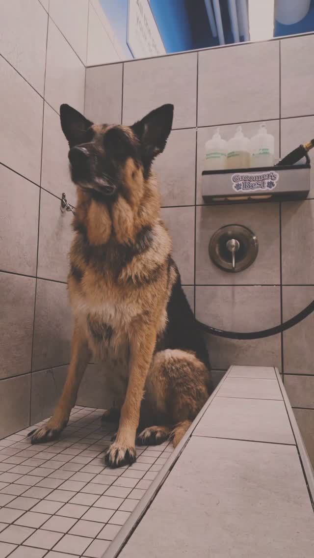 Boss Dog - Top Dog Assistant gallery photo