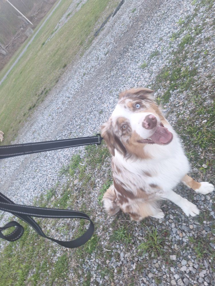 Boss Dog - Top Dog Assistant gallery photo