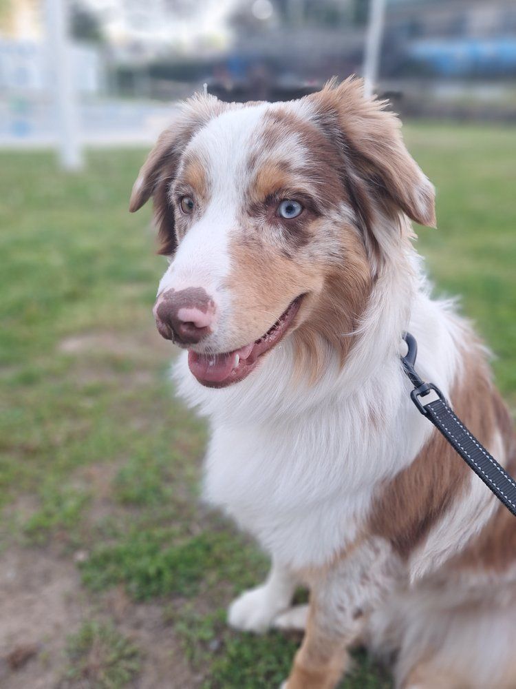 Boss Dog - Top Dog Assistant gallery photo