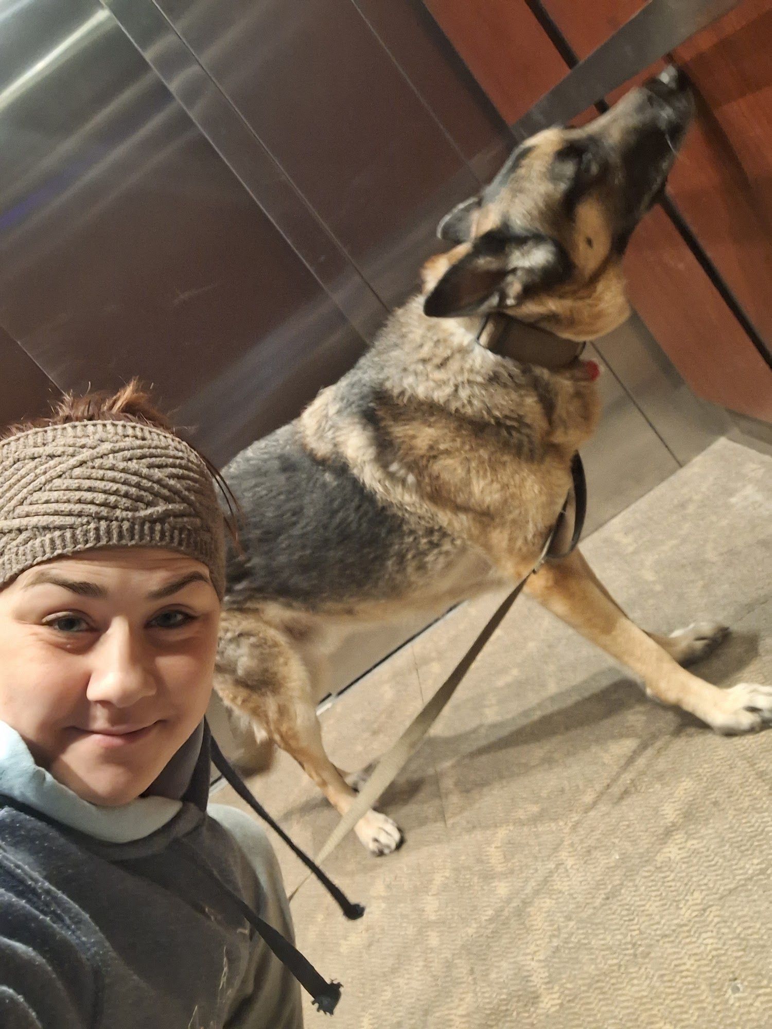 Boss Dog - Top Dog Assistant gallery photo
